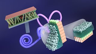 3D Embryology of Ear Part 2 Internal Ear Histogenesis of Utricle and Saccule  Perilymphatic Duct [upl. by Melany300]