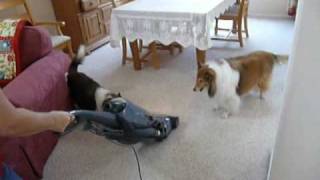 Out Of Control Shelties Top 10 Things That Set Them Off [upl. by Cattier]