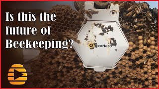 BeeHero  Sensor technology in honey bee apiaries  Is this the future of beekeeping [upl. by Garald345]