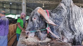 Big Cow Farm in Bangladesh  Al Madina Farm  Big Big Cow [upl. by Sylvie67]