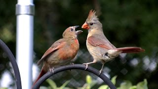 Northern cardinal feeding baby bird FYV [upl. by Adnawahs]