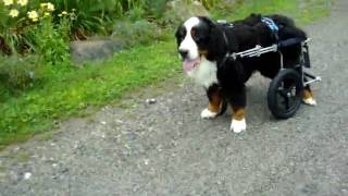 Bernese Mt Dog with Degenerative Myelopathy uses a new specially balanced Eddies Wheels cart [upl. by Htbazile]