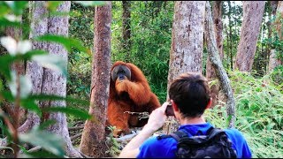 A HUGE orangutan interrupted our trek Sumatra Jungle Trek DAY 2 [upl. by Rodrique]