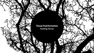 Tissue Fluid 1 Starling forces [upl. by Persons]