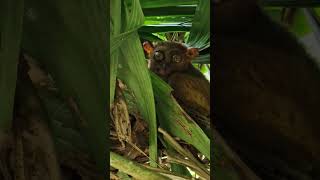 TARSIER  BOHOL  PHILIPPINES [upl. by Shauna]