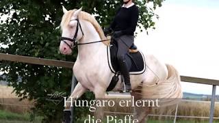 Anpiaffieren und halbe Tritte mit Lusitano Hengst Húngaro II Easy Dressage [upl. by Ammann]