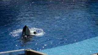 Trainer Dawn Brancheau with Tilikum at Sea WorldOrlando [upl. by Innavoeg]