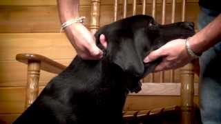 NoBark Collars Fitting the Collar to Your Dog [upl. by Spenser]