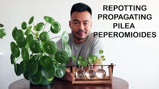 How To Repot amp Propagate  Pilea Peperomioides [upl. by Lissak]