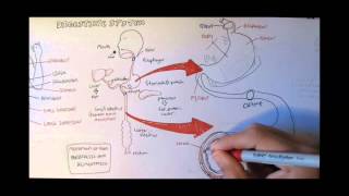 Digestive System Anatomy [upl. by Noonan]