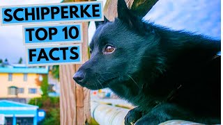 Schipperke  TOP 10 Interesting Facts [upl. by Idok667]