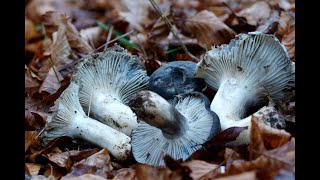 Hygrophorus marzuolus  En febrero El rey del camuflaje [upl. by Ramberg587]