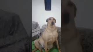 Hadi gel gezelim köpek version [upl. by Rosner]