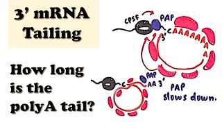 3 mRNA Polyadenylation  mRNA posttranscriptional processingmodifications  3 polyATailing mRNA [upl. by Assilym479]