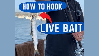 Western Pride Sportfishing Charter Walk Through  Newport Beach Sportfishing  Southern CA [upl. by Azarria]