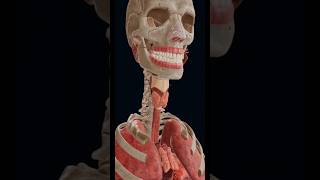 Thyroid gland 3D animation biology science metabolism [upl. by Eelir]