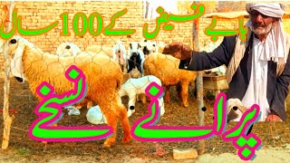 Sheep and Goat Treatment پھپھری کا سو سالہ پرانا دیسی علاج [upl. by Guenevere928]