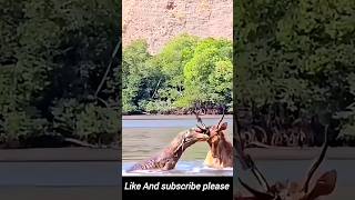 Raw Power Komodo Dragon Attacks Deer in River  Shocking Animal Footage [upl. by Quinta]