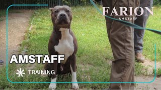 Процесс дрессировки амстаффа Training Amstaff puppy [upl. by Esinaej414]