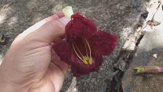 Kigelia africana  Bignoniaceae Árvore da savana africana chamada árboredasalsicha [upl. by Zurkow734]