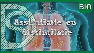 Examen biologie  Assimilatie en dissimilatie Stofwisseling in cellen [upl. by Kenzie]