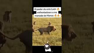 León se enfrenta a la manada de hienas [upl. by Treble]