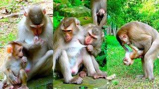 Best Video Of Lauy Monkey Drink Milk By Herself While She Nursing Lexi Too Lexi Grows Up Well Big [upl. by Kneeland525]