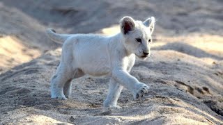 LES ANIMAUX DAFRIQUE DU SUD DOCUMENTAIRE ANIMALIER 2021 [upl. by Aneral884]