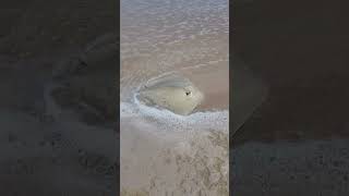 Stingray hanging out in the wash after being released at Playalinda beach tight lines [upl. by Zantos297]