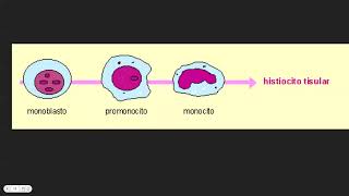 hematopoyesis [upl. by Wilinski]