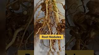 Root nodules  bacteria live in the roots of leguminous plantsviral students science [upl. by Enelyk]