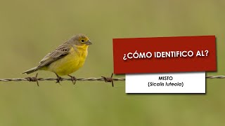 🔭🟢¿CÓMO IDENTIFICO AL MISTO Sicalis luteola – Buscando Fauna aves 🔭🟢 [upl. by Imotih]