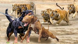 Rottweiler VS Pitbull ¿cual es más PODEROSO [upl. by Ng]