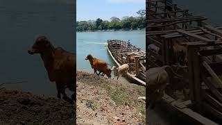 Transporte de gado nos pântanos paraguaios [upl. by Naor]