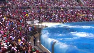 Seaworld SHAMU Killer Whale Show [upl. by Owens]