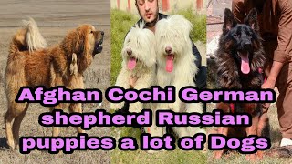 German Shepherd Russian puppies Afghan Cochi Turkish Kangal Dog 03139393944 [upl. by Whit]