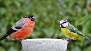 Bird Song  Garden Birds Video and Birdsong Extravaganza [upl. by Ccasi]