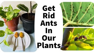 How to get rid of ants in plants  Natural way To control ants [upl. by Ethelda]