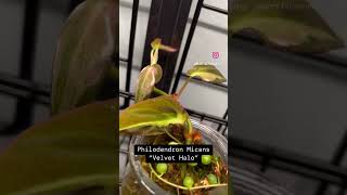 Philodendron Micans Variegated “Velvet Halo” Plant care 5085 humidity water when dry 46h sun [upl. by Fates]