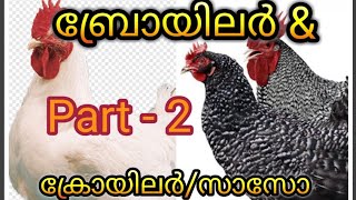 KUROILER CHICKS SASO CHICKEN  KUROILER CHICKEN MALAYALAM  KUROILER CHICKEN FEEDING CHART  സാസോ [upl. by Colbye746]