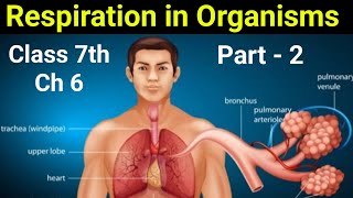 Respiration in Organisms Class 7 Chapter 6 Hindi Explanation  Class 7 Science NCERT  Part 2 [upl. by Alleoj288]