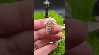 The males senses work very welldomesticsilkmoth silkcocoon animals moths [upl. by Sanjay]