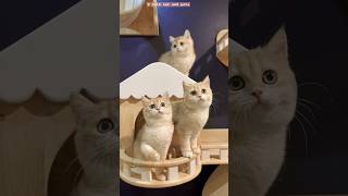 cat videos 😻🐈  cat meow cat funny cute [upl. by Kris]