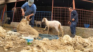 BABAMLA KURBANLIKLARI KIRKTIK  KURBAN HAZIRLIKLARI  koyun kuzu videoları kurbanlıklar küçükbaş [upl. by Noreik909]