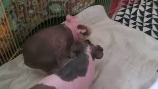 piggy soccer piggy guineapig piggy guineapiggies guineapigslove guineapiggy rodent skinnypig [upl. by Cimah117]