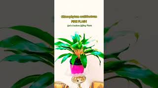 chlorophytum orchidastrum fireflashplant plantsmakepeoplehappy godscreationsgiftingplants8773 [upl. by Amiel]