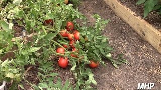 Hybrid Volunteer Tomatoes  Yes You Can Save Hybrid Seeds [upl. by Chapland]