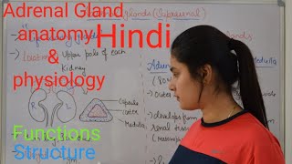 Adrenal gland anatomy amp physiology in Hindi  functions  structure  Rj Medical Education [upl. by Enaj]