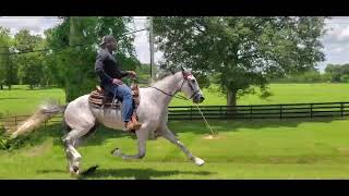 50 Shades of Grey Standardbred Trotter [upl. by Gershon167]