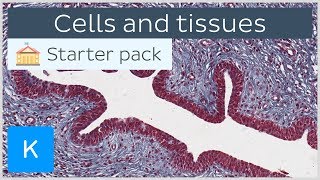 Cells and tissues types and characteristics  Human histology  Kenhub [upl. by Mehalek]